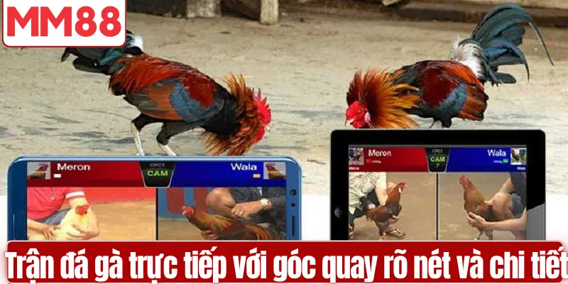 Đá Gà MM88 Cược Trực Tiếp Livestream Thời Gian Thực Trận đá gà trực tiếp với góc quay rõ nét và chi tiết
