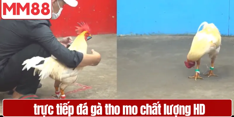 Đá Gà Thomo Uy Tín Hấp Dẫn Dành Cho Người Mới Trải nghiệm xem trực tiếp đá gà tho mo chất lượng HD sắc nét