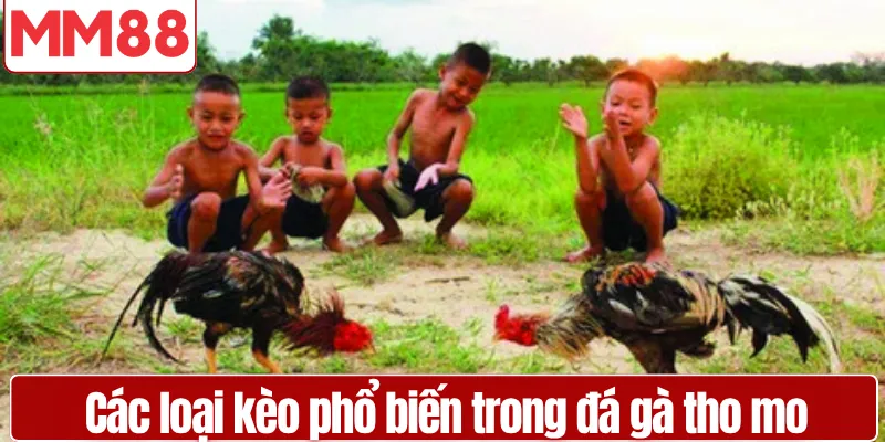 Đá Gà Thomo Uy Tín Hấp Dẫn Dành Cho Người Mới Các loại kèo phổ biến trong đá gà tho mo cho người chơi